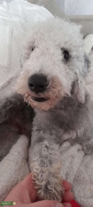Handsome blue beddlington  Listing Image