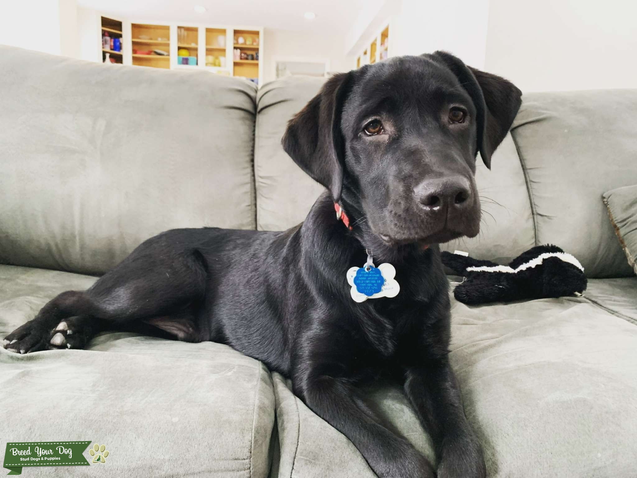 Black Labrador Retriever Male Stud Dog in Ohio, United States Breed