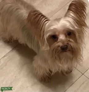 Blonde Yorkie Stud Listing Image