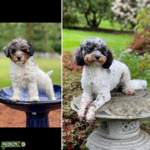 Mini F1b Blue Merle Phantom Aussiedoodle Stud Listing Image