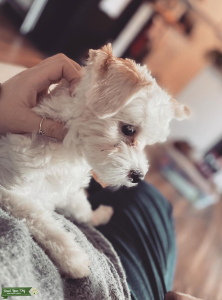 Morkie Female Listing Image