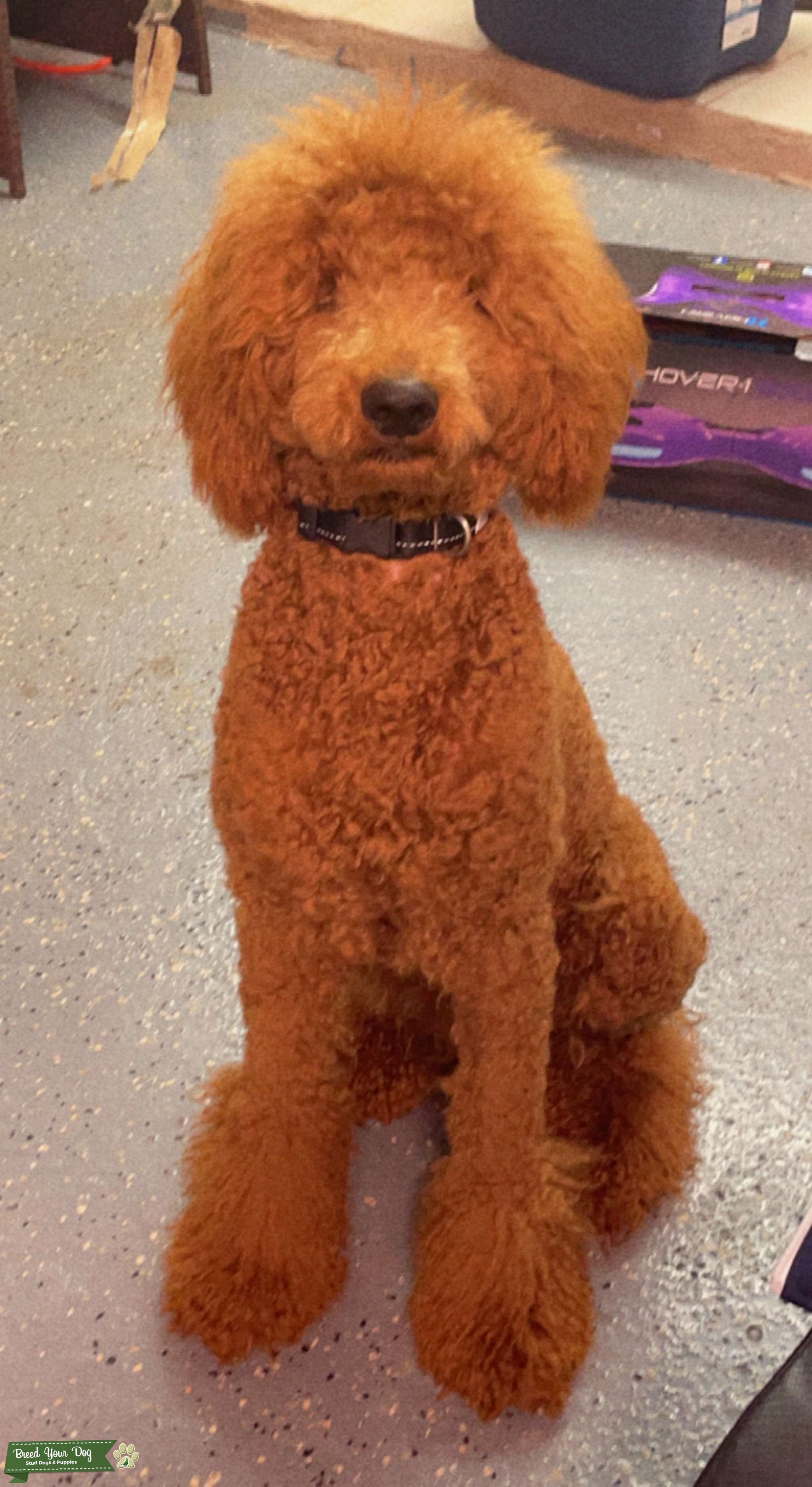 Standard poodle stud Stud Dog in Houston , the United States Breed Your Dog