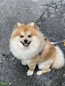 Pomeranian Listing Image