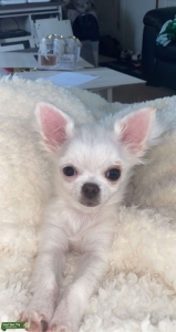 White long hair chihuahua AKC Listing Image