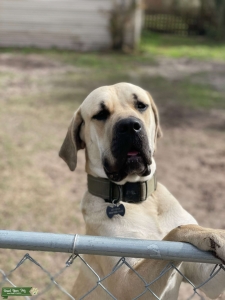 Looking for puppy daddy Listing Image