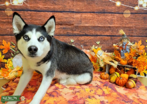 Black & white husky  Female Listing Image
