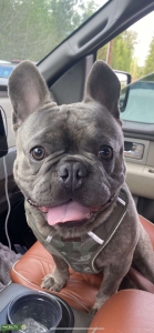 French Bulldog Stud Listing Image