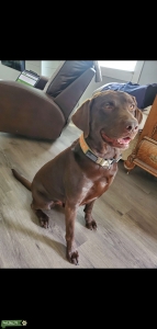 AKC Chocolate Labrador Listing Image