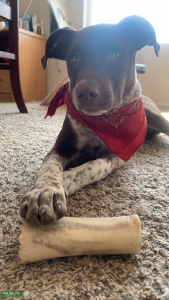 She wants puppies!! Listing Image