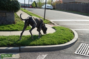 STUD Blue Merle Great Dane Listing Image