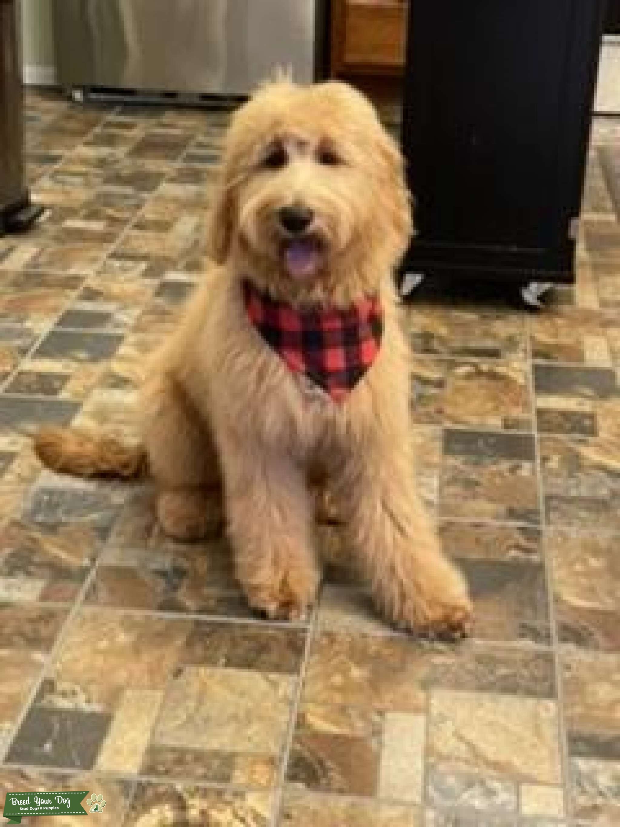 Stud Stud Dog in Virginia , the United Kingdom Breed Your Dog