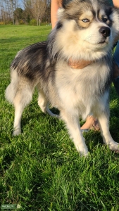 Wooly Agouti Siberian Husky Listing Image