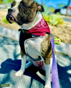 Female Scott American Bulldog Listing Image