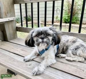 ACA Registered Shih Tzu Listing Image