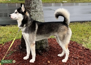 Siberian husky Listing Image