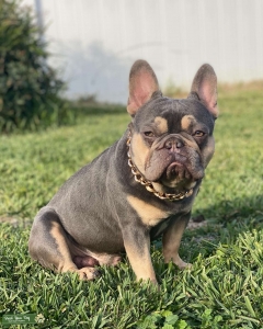 Lilac French Bulldog Stud  Listing Image
