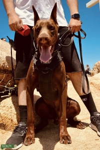 AKC European Doberman Listing Image