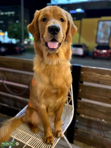 Golden retriever Texas  Listing Image