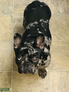 Frenchie Black Merle Listing Image