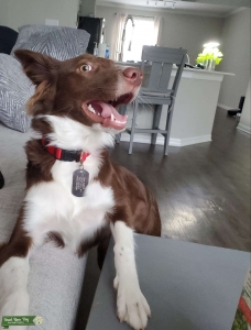 Looking for stud Aussie in Tampa Listing Image