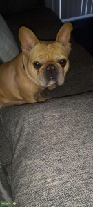Frenchie Listing Image