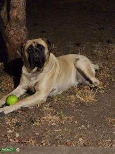 Full English Mastiff Listing Image