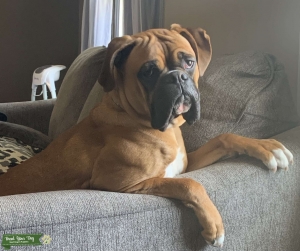 Male Boxer to stud  Listing Image