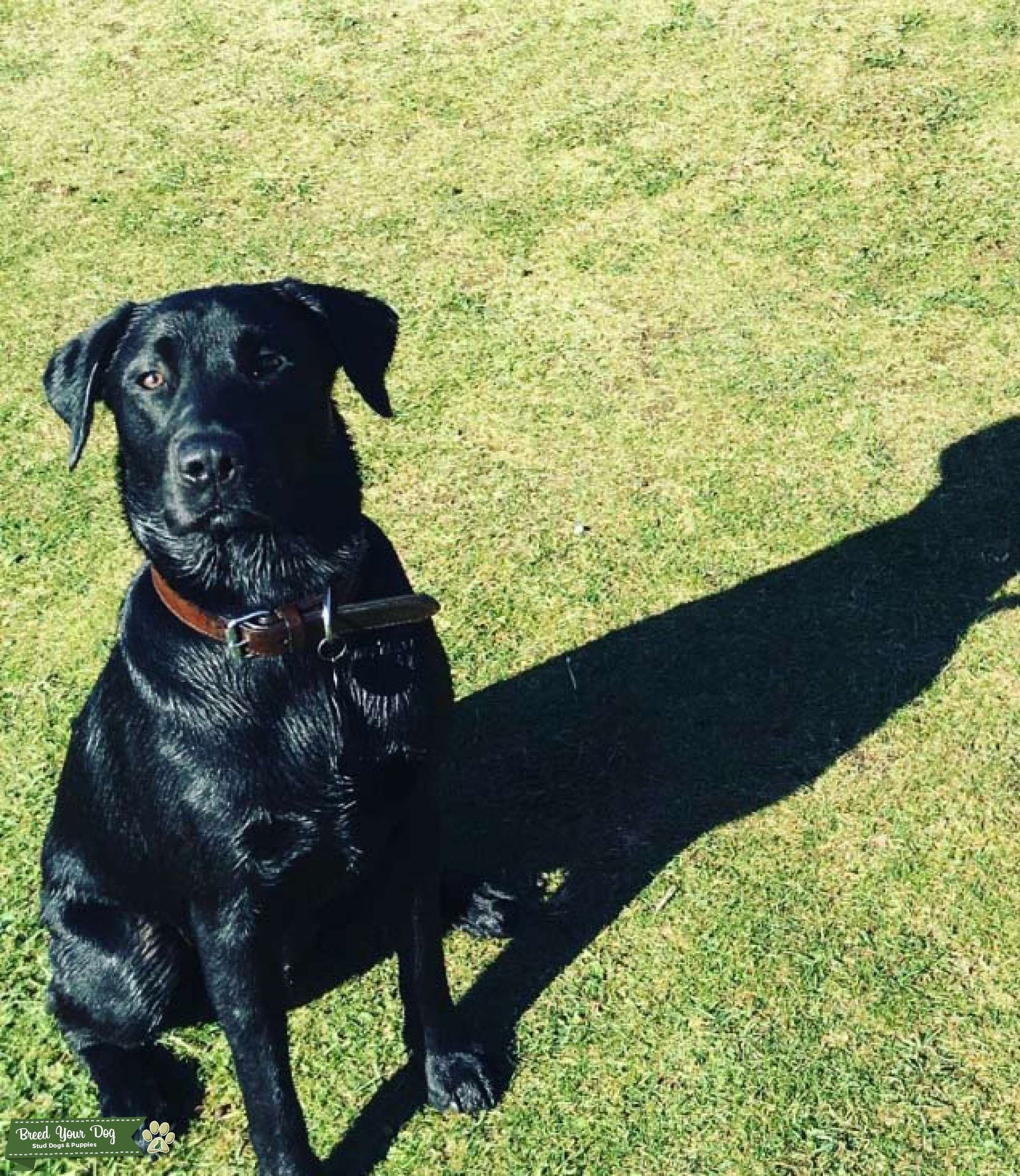 Black Working Labrador for stud Stud Dog in East Sussex, the United