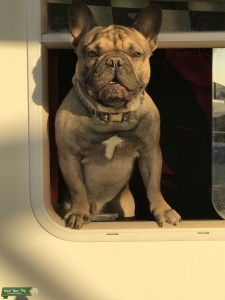 French bulldog stud  Listing Image