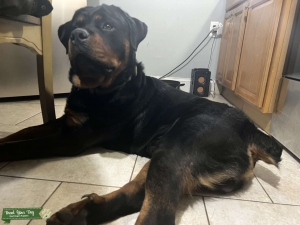 Black & Rust Rottweiler  Listing Image