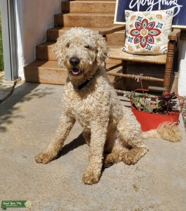Golden Doodle Stud  Listing Image