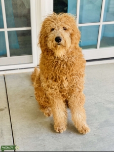 Goldendoodle Stud  Listing Image