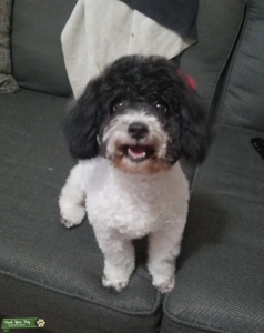 Female Maltipoo in Heat Listing Image