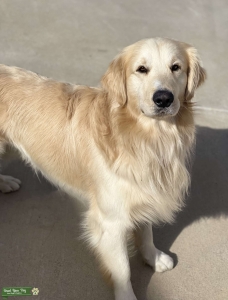2 year old AKC golden retriever  Listing Image