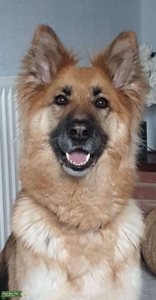 German shepherd looking for a stud Listing Image