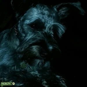 Schnauzer Miniature SilverBlack Listing Image