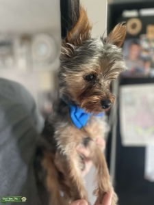Registered Yorkshire Terrier Listing Image