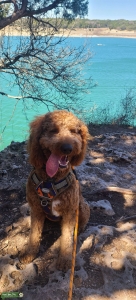 F1B red Goldendoodle.  Listing Image