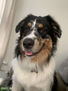 Healthy and young blue Merle Australian shepherd Listing Image