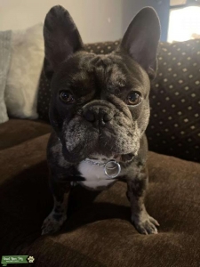 Chocolate Tri- Merle Frenchie for stud Listing Image