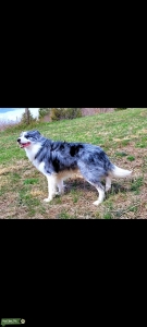 Blue Merle Stud  Listing Image