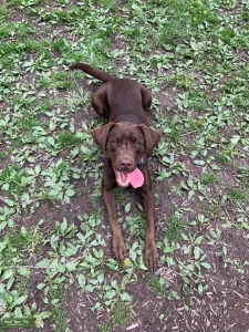Labrador Retriever Listing Image