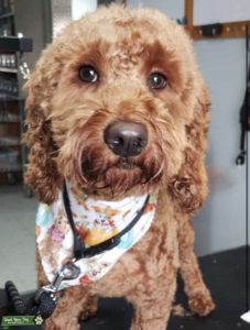 Red/F1bb Miniature golden doodle  Listing Image