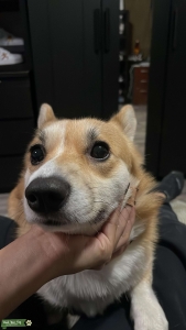 Pembroke welsh corgi  Listing Image