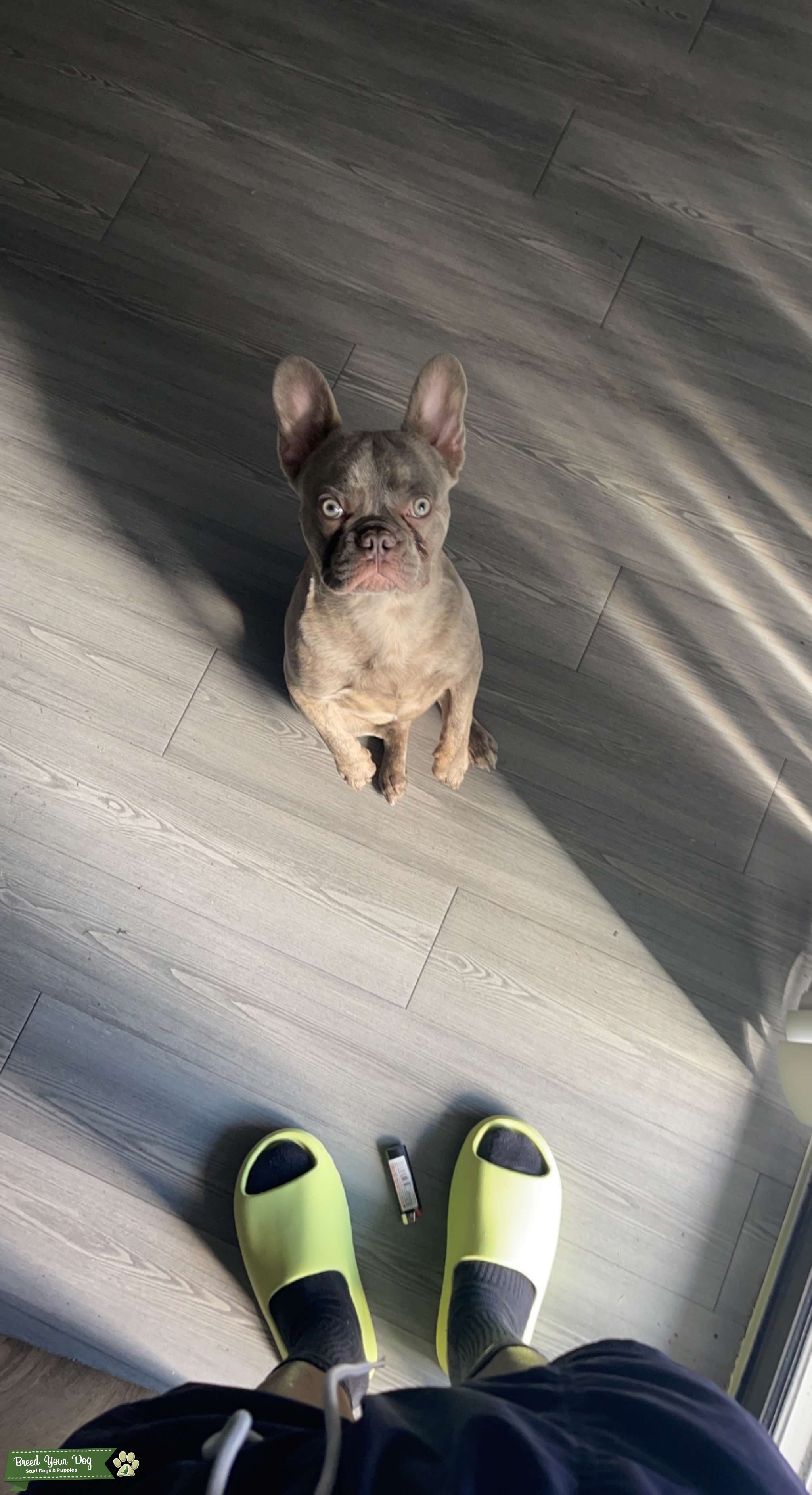 Lilac brindle - Stud Dog in Midwest, the United States | Breed Your Dog