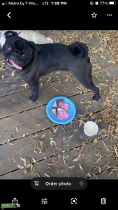 Black pure bred Pug Listing Image
