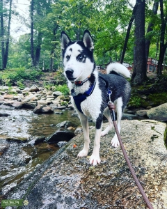 AKC Siberian Husky Listing Image