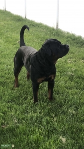 Stud dog in Central Jersey  Listing Image