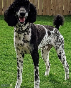 AKC/CKC standard Poodle Stud Listing Image