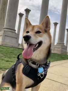 AKC Pure Bred Shiba Inu.  Tri-colored. Listing Image